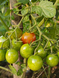 �˵�С������