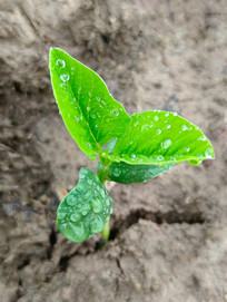 ��¶����