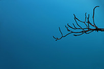 ��ɫˮ�����֦