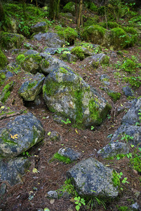 ̦޺ʯ��կ��ԭʼɭ��