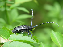 кţ