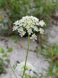 Ұ���ܲ���ʢ����