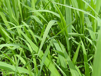 �����̲�