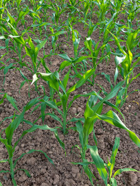 �������������ֲ