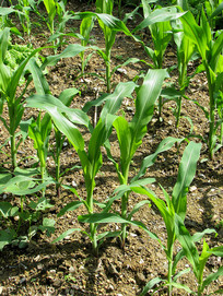 �������ֲ��