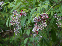 Ұ����Ѫ�ٵĿ�����