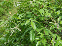 Ұ����Ѫ����ɫ��֦Ҷ