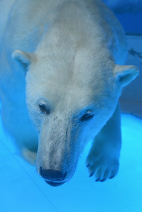 ����Ұ������걾����