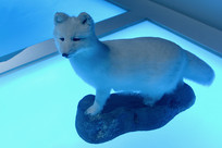 ����Ұ������걾������