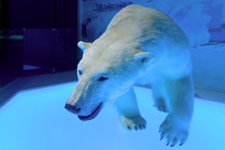 ����Ұ������걾������ 