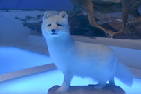 ����Ұ������걾����