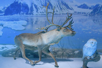 ����Ұ������걾ѱ¹��ѩ�^