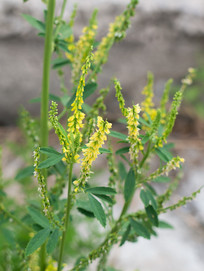 ��ľ�صĿ�����