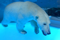 �ɶ�����ݲض���걾 ������