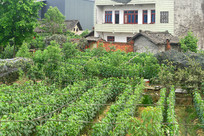 ��԰����