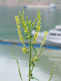 Ұ���Ĳ�ľ��