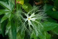 Ұ���л���¥��֦Ҷ�ͻ���