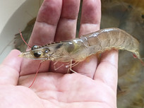 �����ʻ��Ϻ