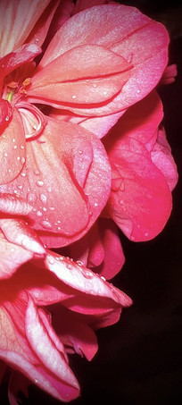 ��ɫ������