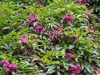 ����Ұ����һƬ��Ѫ��