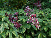 ������Ұ��ļ�Ѫ��