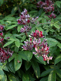 Ұ����Ѫ�ٵ�ʢ����