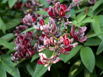 Ұ����Ѫ�������Ļ���