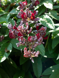 Ұ����Ѫ��Ư���Ļ���