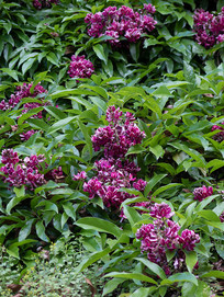 Ұ����Ѫ���Ϻ�ɫ�Ļ���