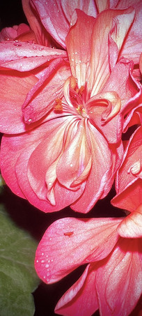 ��ҹ��ɫ������