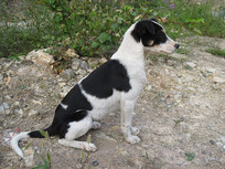 �����һֻ�л���԰Ȯ