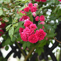 ����ʢ�����¼�������Ҷ