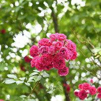 ����ʢ�����¼�������֦Ҷ