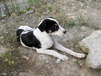 ſ�ڵ��ϵ�һֻ�л���԰Ȯ