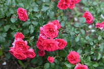 ��Ҷ֮��ʢ�����¼���Ҷ