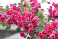 һƬʢ�����¼���