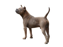 һֻ���ɫ�Ĵ�����Ȯ