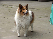 һֻ���е�����Ȯ