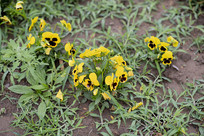 ���ϲݴ��е�һ�ź�����