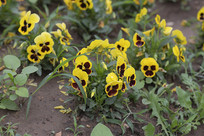 ���ϲݴ��е�һ�ź���������