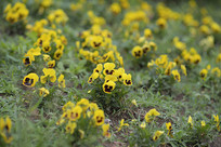 ���ϵĲݴ��е�һ�ź�����