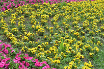 ������ֲ�ɻ�״�ĺ���������