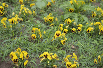 ������ֲ��һƬ����������