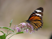 һֻ��ʳ���۵���ߵ�