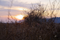 �����Ĺ�ľ��