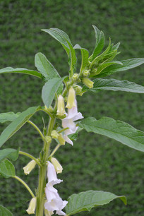 ������������֥��