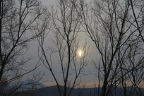 ������ľ