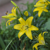 ʢ���Ļ�ɫ����ݻ���֦Ҷ