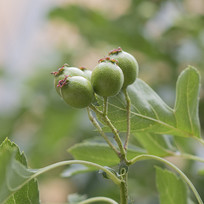 ����֦Ҷ�뼸����ɫ��ɽ髹�