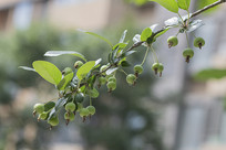 ��֦��һ����ɫ���������Ĺ�